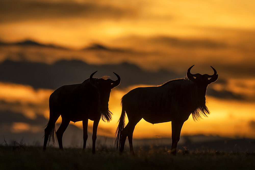 Two blue wildebeest (Connochaetes taurinus) stand silhouetted at sunset, Serengeti, Tanzania