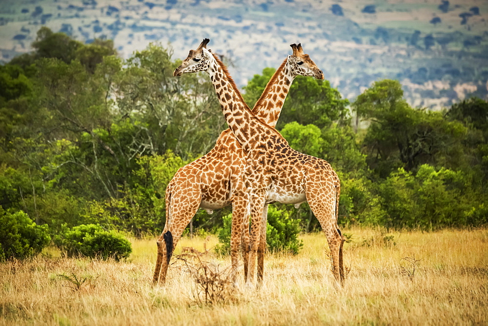 Two Masai giraffe (Giraffa camelopardalis tippelskirchii) crossing necks by trees, Serengeti, Tanzania