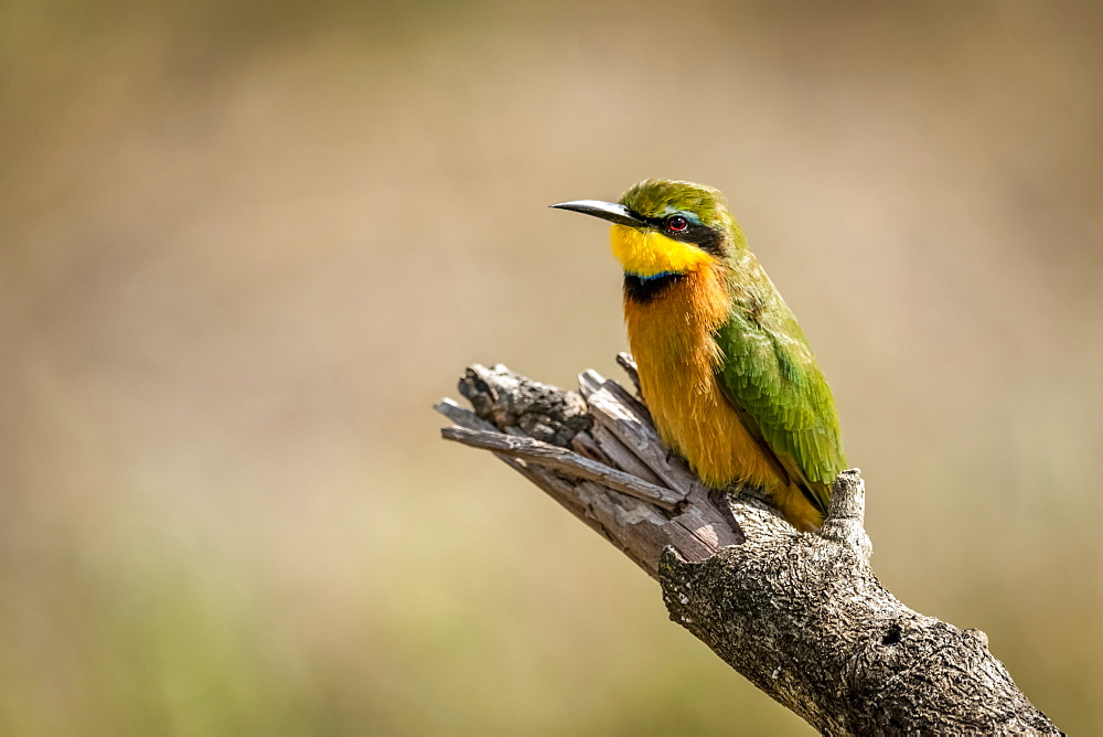 Little bee-eater (Merops pusillus) on dead branch facing left, Serengeti, Tanzania