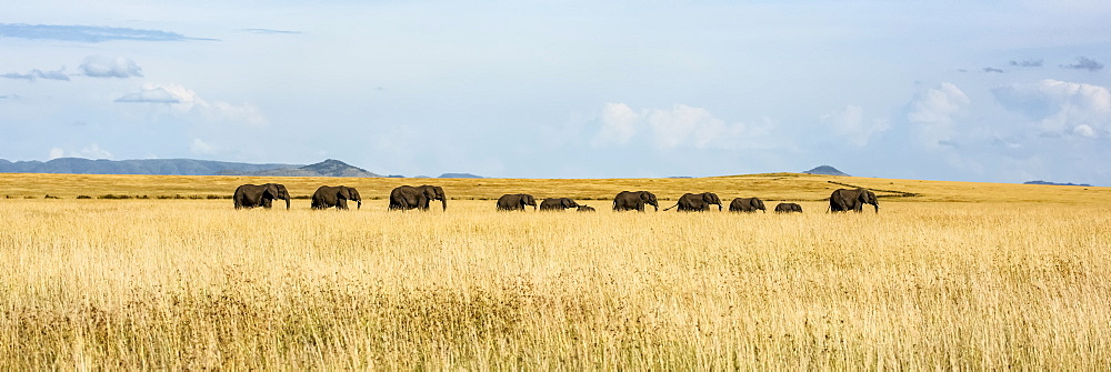 Panorama of elephant herd (Loxodonta africana) crossing grassy plain, Serengeti, Tanzania