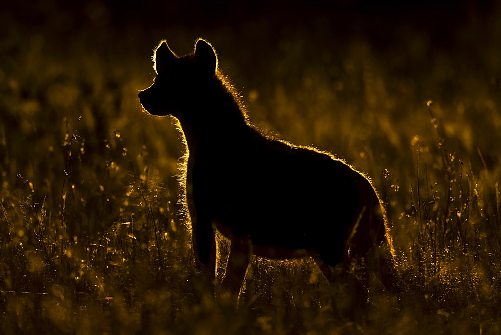 Rimlit spotted hyena (Crocuta crocuta) standing in long grass, Serengeti, Tanzania