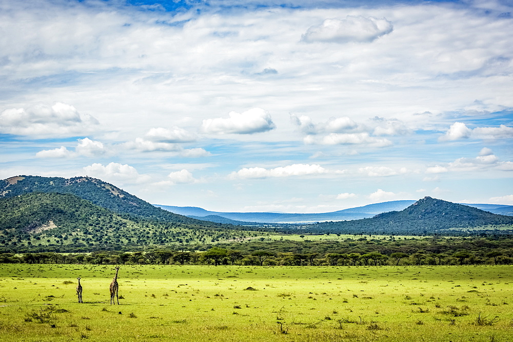 Two Masai giraffe (Giraffa camelopardalis tippelskirchii) stand with hills behind, Serengeti, Tanzania