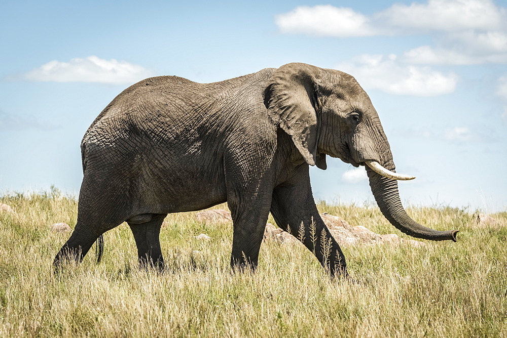 African elephant (Loxodonta africana) walking past in long grass, Serengeti, Tanzania