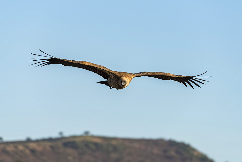 African white-backed vulture (Gyps africanus) soars above grassy ridge, Serengeti, Tanzania