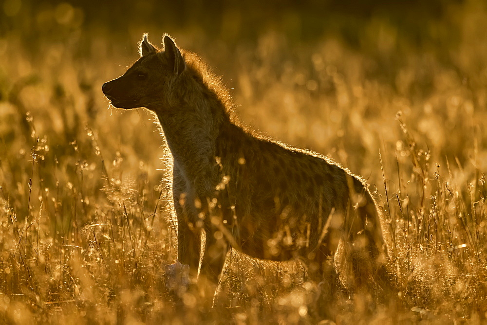 Backlit spotted hyena (Crocuta crocuta) standing in long grass, Serengeti, Tanzania