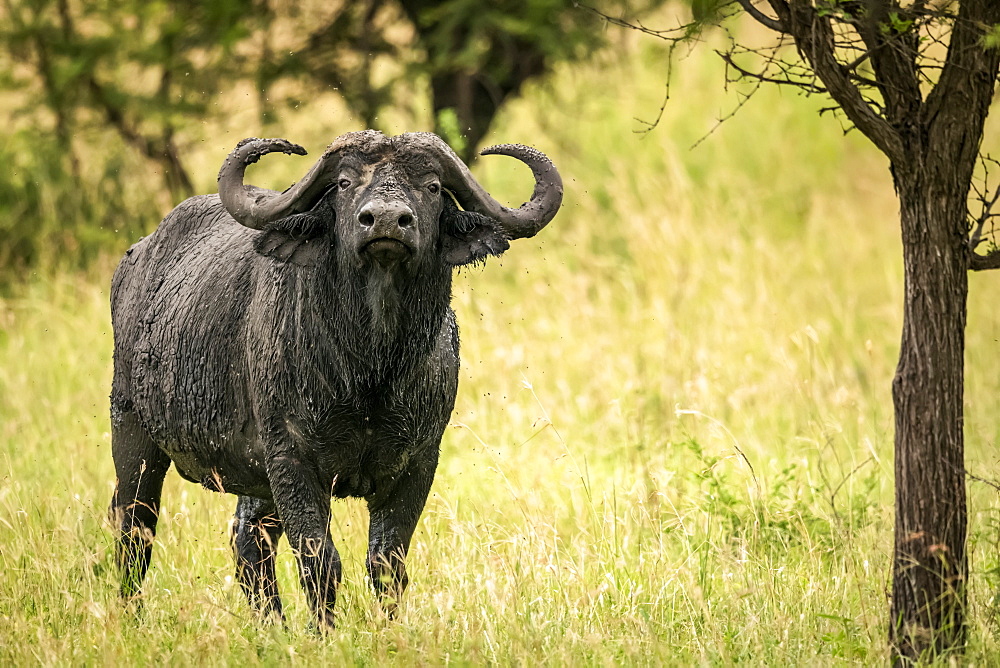 Cape buffalo (Syncerus caffer) stands under tree lifting head, Serengeti, Tanzania