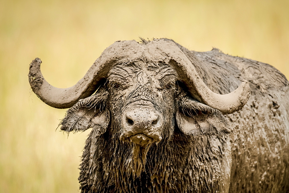 Close-up of Cape buffalo (Syncerus caffer) head and horns covered in mud, Serengeti, Tanzania