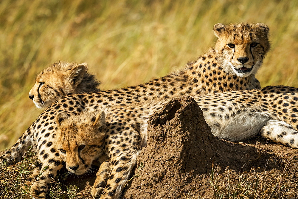 Close-up of Cheetah cubs (Acinonyx jubatus)near termite mound, Serengeti, , Tanzania