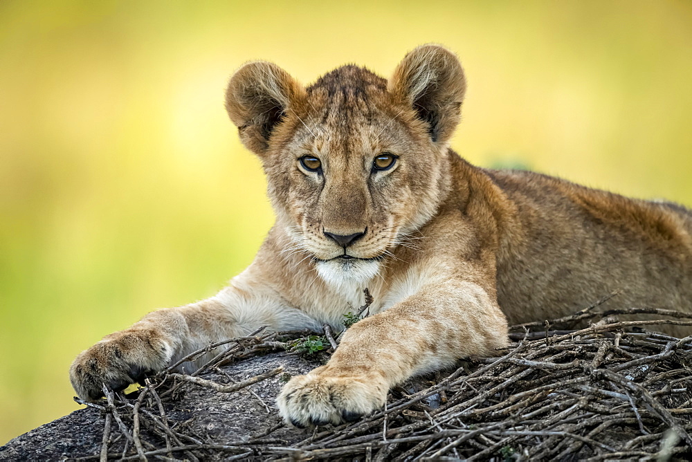 Close-up of lion cub (Panthera leo) lying on sticks, Serengeti, Tanzania