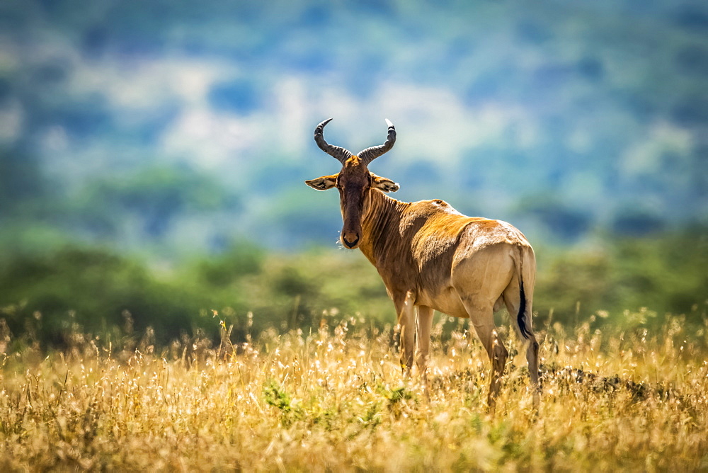 Coke's hartebeest (Alcelaphus buselaphus cokii) standing on mound watching camera, Serengeti, Tanzania