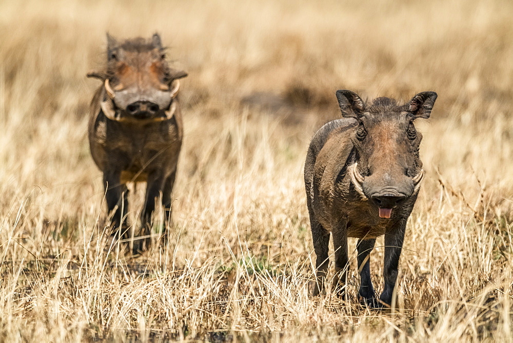 Common warthog (Phacochoerus africanus) eyes camera with another behind, Serengeti, Tanzania