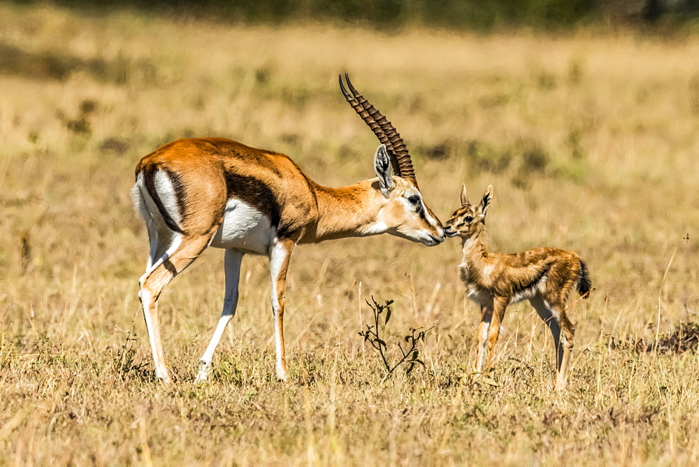 Female Thomson gazelle (Eudorcas thomsonii) bends to kiss baby, Serengeti, Tanzania