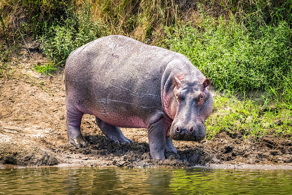 Hippopotamus (Hippopotamus amphibius) turns towards camera on river bank, Serengeti, Tanzania