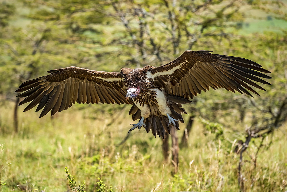 Lappet-faced vulture (Torgos tracheliotos) glides towards landing among bushes, Serengeti, Tanzania