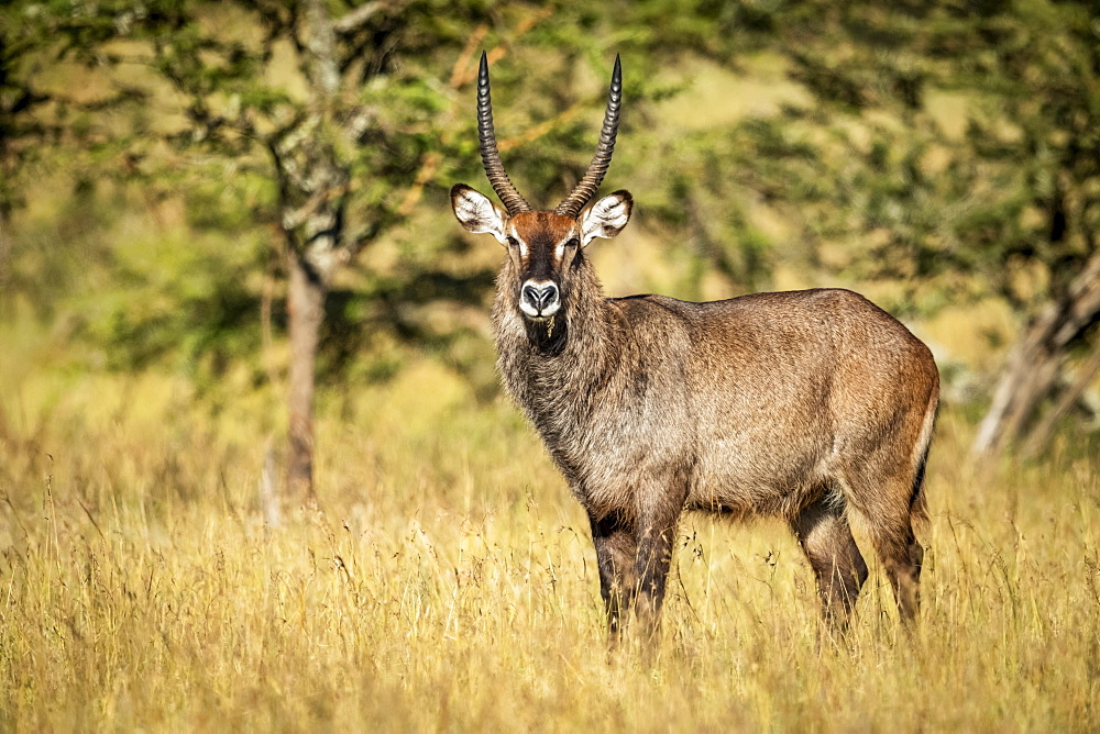 Male Defassa waterbuck (Kobus ellipsiprymnus) in grass eyeing camera, Serengeti, Tanzania