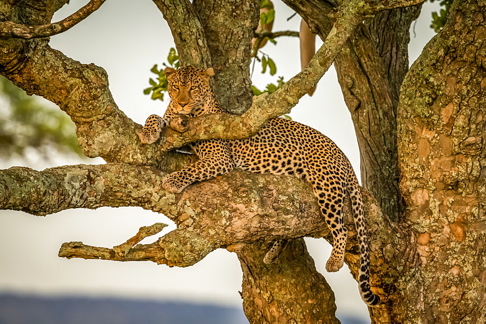 Male leopard (Panthera pardus) sits in branches eyeing camera, Serengeti, Tanzania