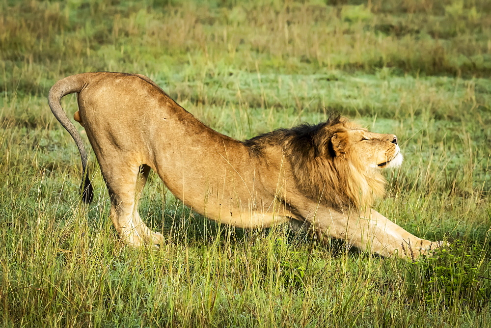 Male lion (Panthera leo) stretches in grass facing right, Serengeti, Tanzania