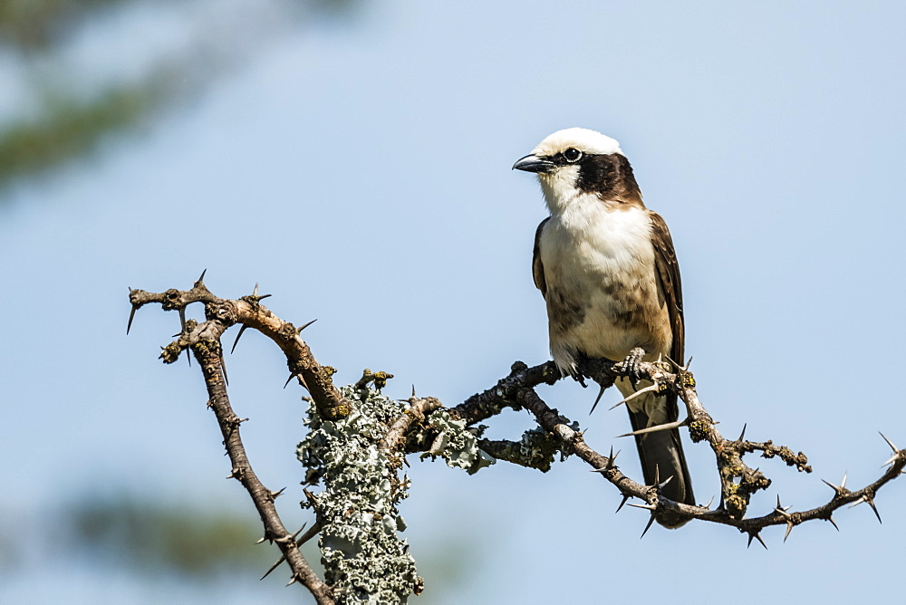 Northern white-crowned shrike (Eurocephalus ruppelli) with catchlight in thornbush, Serengeti, Tanzania