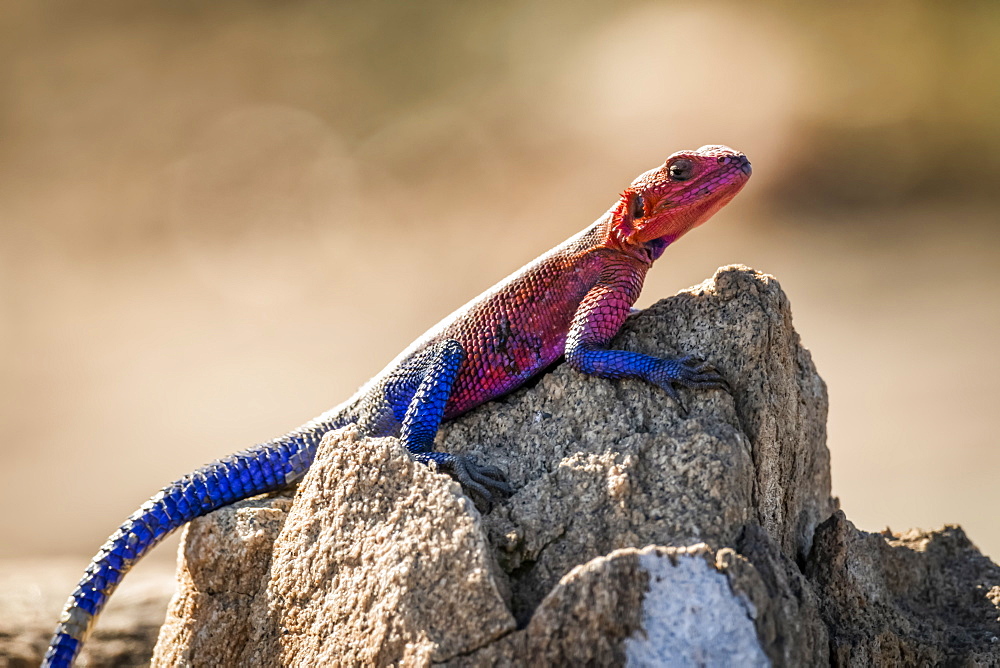 Spider-Man agama (Agama mwanzae) lizard basks on sunlit rock, Serengeti, Tanzania