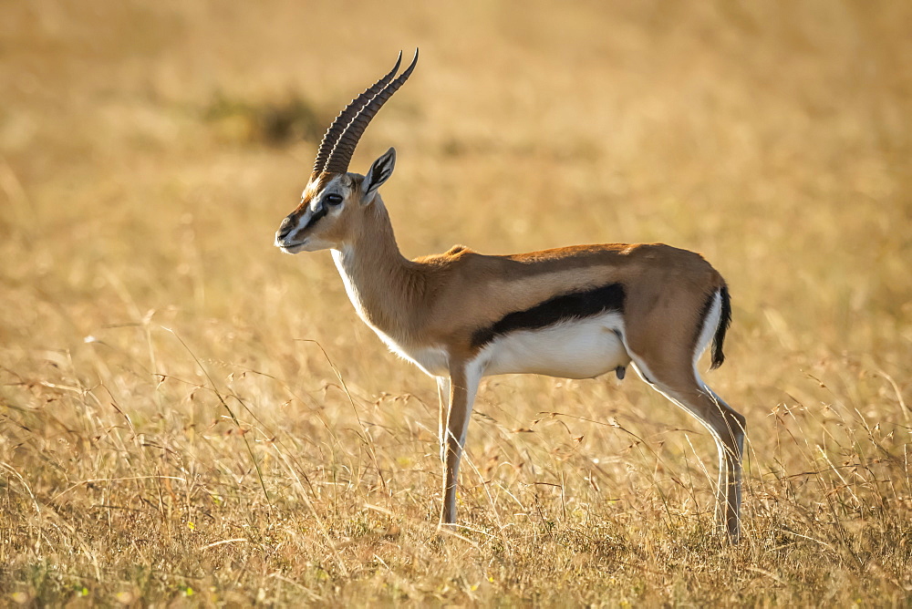 Thomson's gazelle (Eudorcas thomsonii) stands in profile in grass, Serengeti, Tanzania