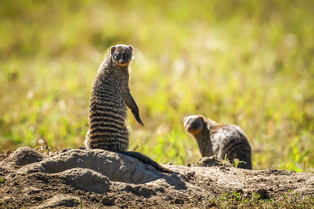 Two banded mongoose (Mungos mungo) eye camera in sunshine, Serengeti, Tanzania