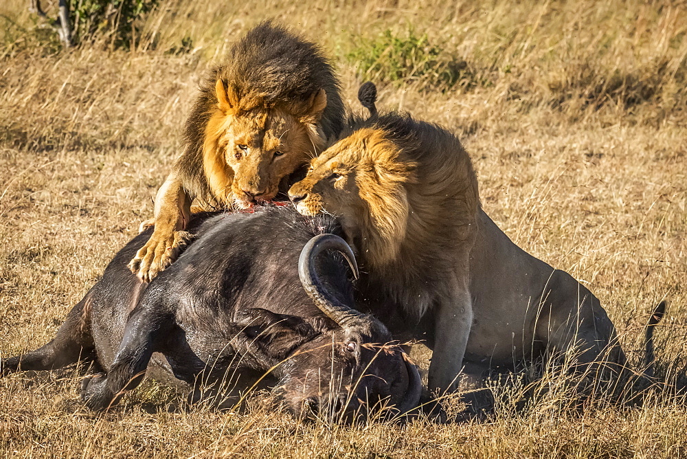 Three male lions (Panthera leo) feed on dead buffalo (Syncerus caffer), Serengeti, Tanzania