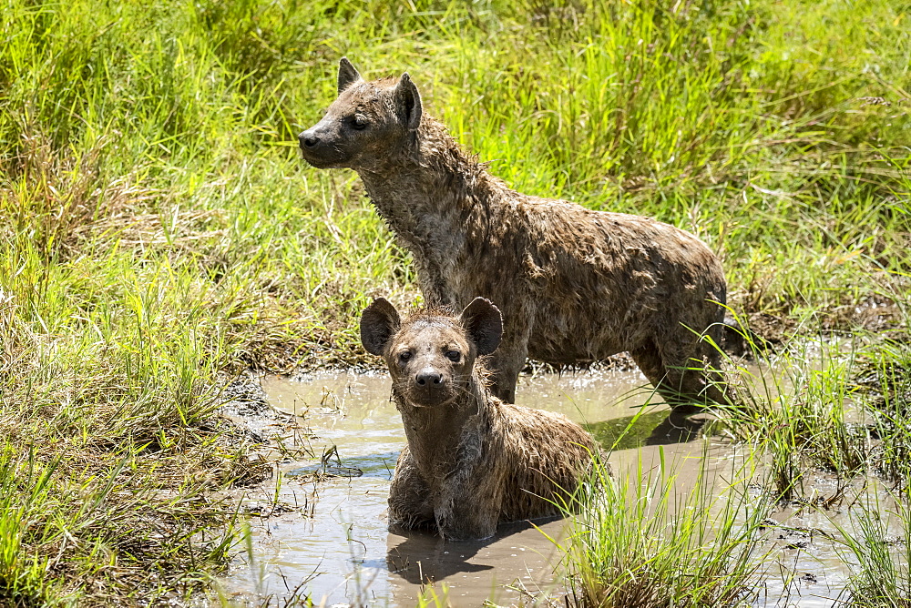 Two spotted hyena (Crocuta crocuta) wallow in muddy pool, Serengeti, Tanzania