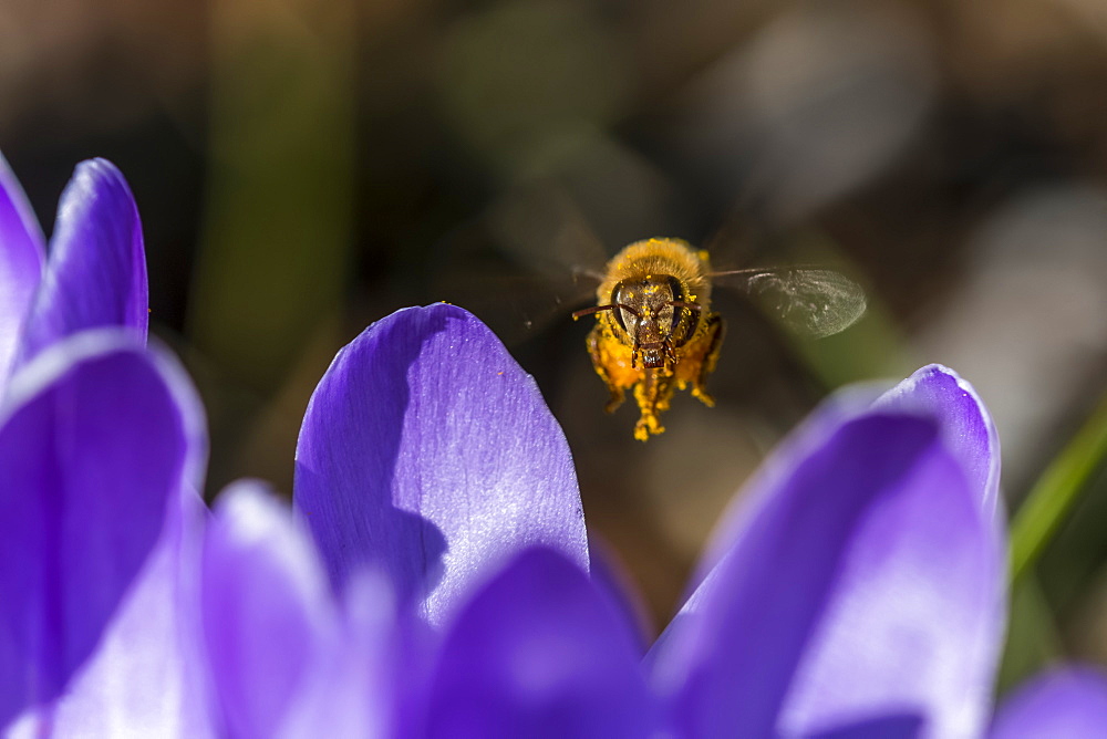 A honey bee visits crocus blossoms, Astoria, Oregon, United States of America