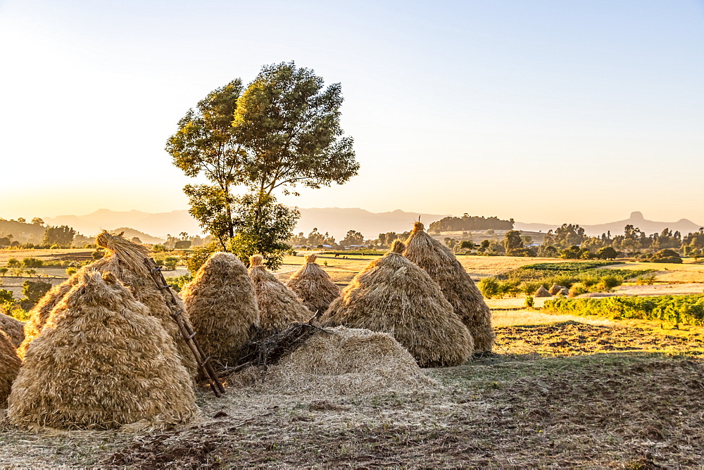 Fields of Teff (Eragrostis tef), Jib Gedel, Amhara Region, Ethiopia