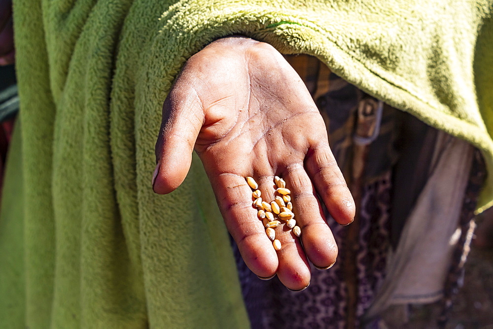 Hand of an Ethiopian child holding wheat grains, Simien Mountains, Amhara Region, Ethiopia