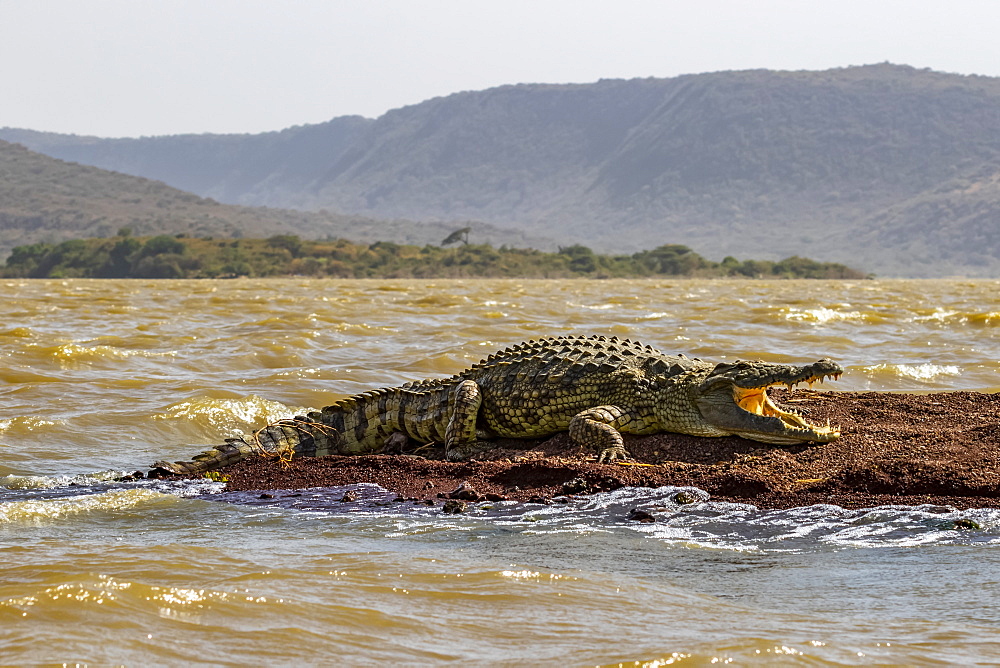 Nile crocodile (Crocodylus niloticus) in Chamo Lake, Nechisar National Park, Ethiopia