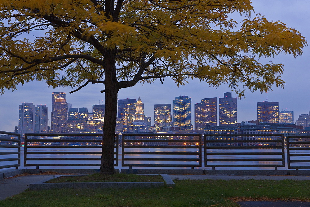 Tree in a park with buildings in the background, Lo Presti Park, Boston Harbor, Boston, Suffolk County, Massachusetts, USA