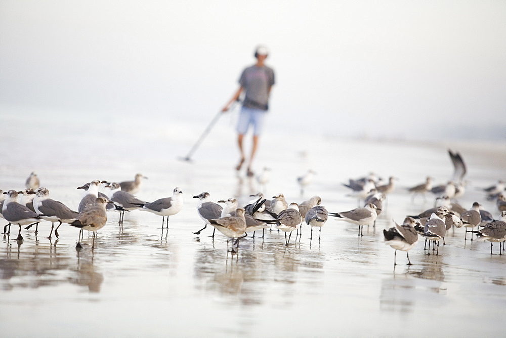 Flock of terns on the beach with a man holding a metal detector in the background