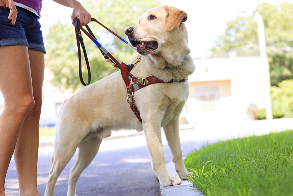 Service dog helping a woman with visual impairment at a curb