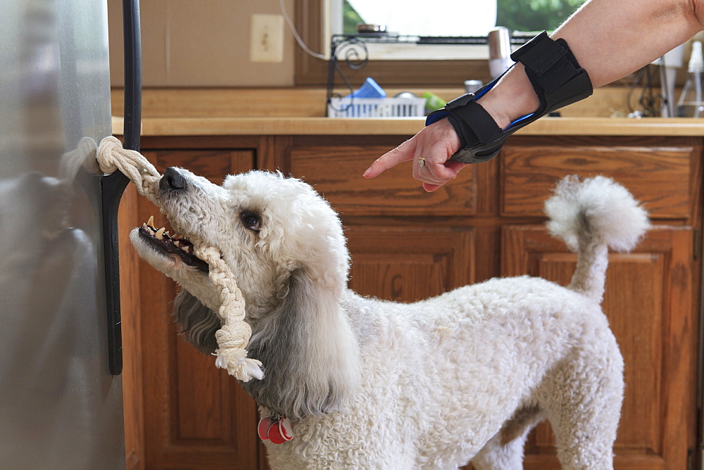 Woman with hand brace directing Poodle service dog to open refrigerator