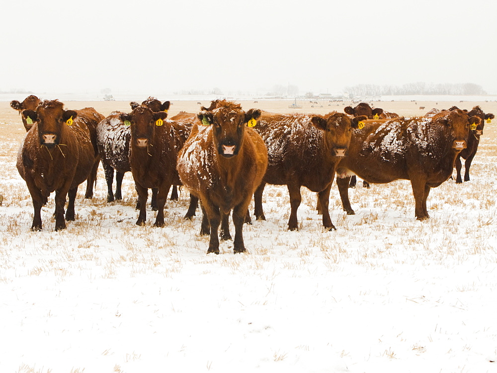 Livestock - Snow covered Red Angus beef cows on a snow covered stubble field during a light Winter snowfall / Alberta, Canada.