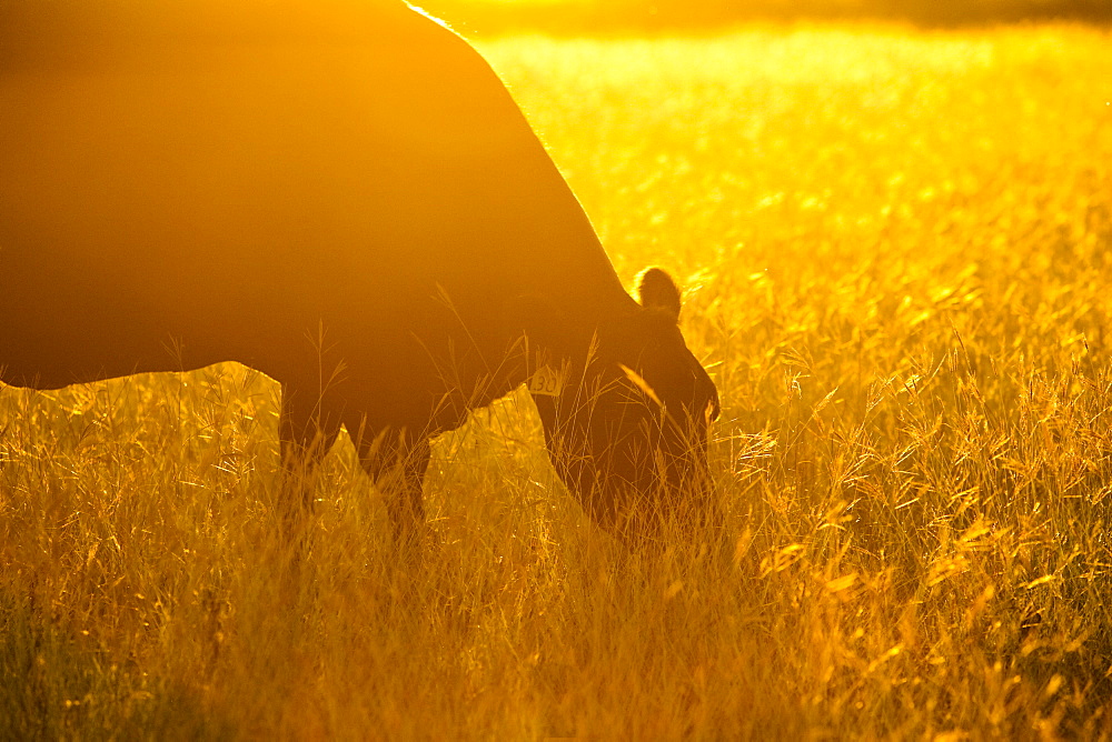 Livestock - Black Angus cow backlit by the early morning sun grazing on a pasture / Childress, Texas, USA.