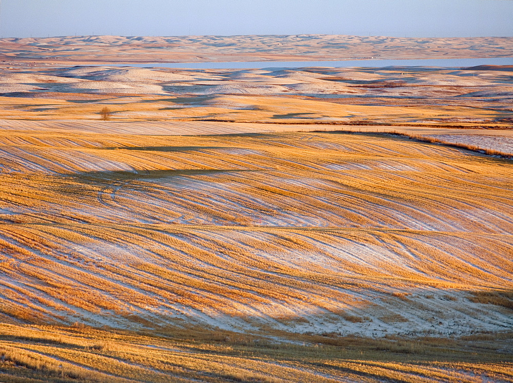 Agriculture - Snow covered rolling field of wheat stubble in early Winter at sunset / Alberta, Canada.