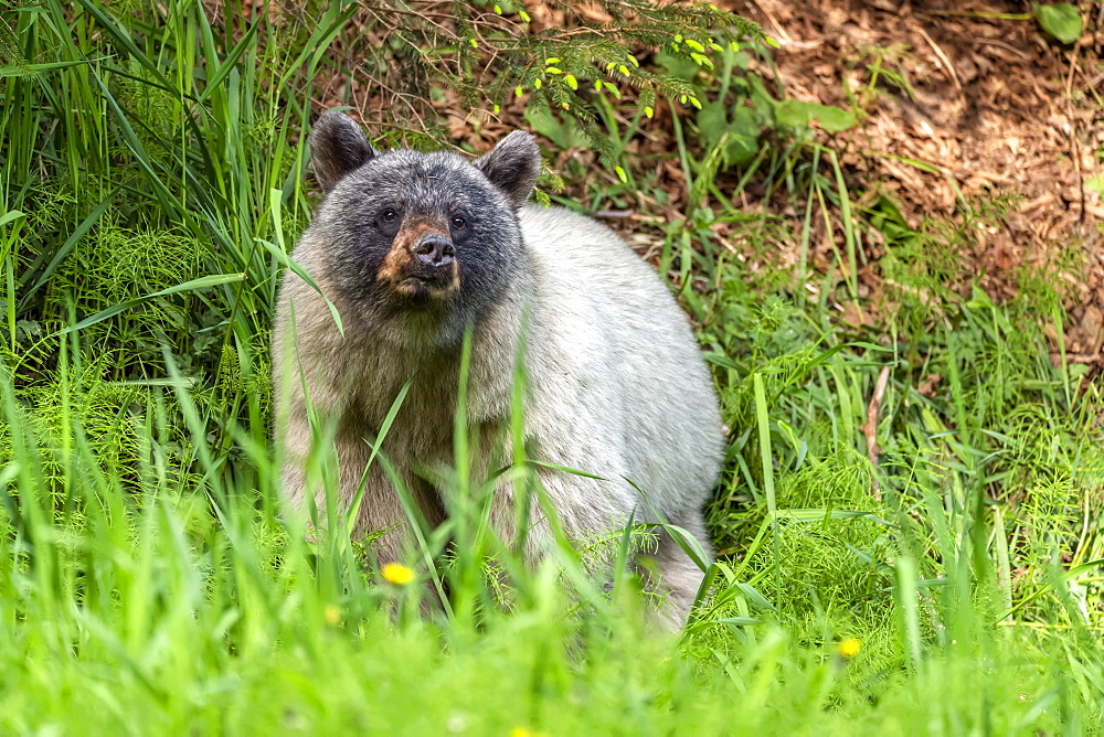 Glacier bear (Ursus americanus emmonsii) peering out from the tall grass, Tongass National Forest; Alaska, United States of America