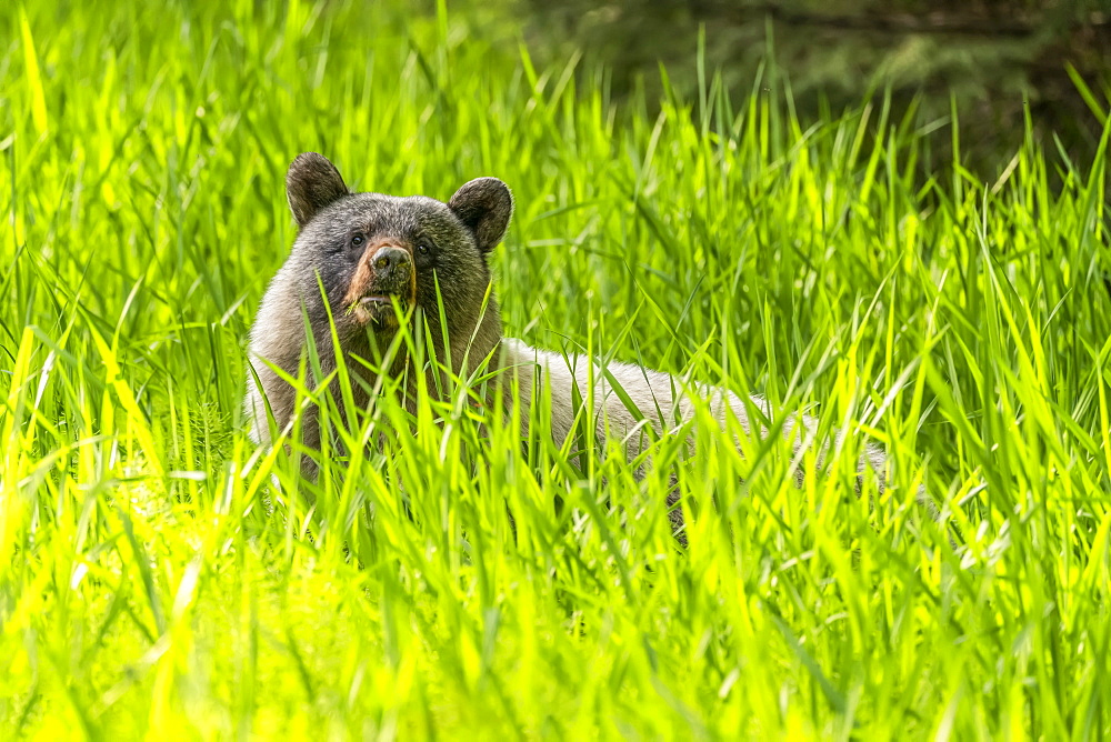 Glacier bear (Ursus americanus emmonsii) peering out from the tall grass, Tongass National Forest; Alaska, United States of America