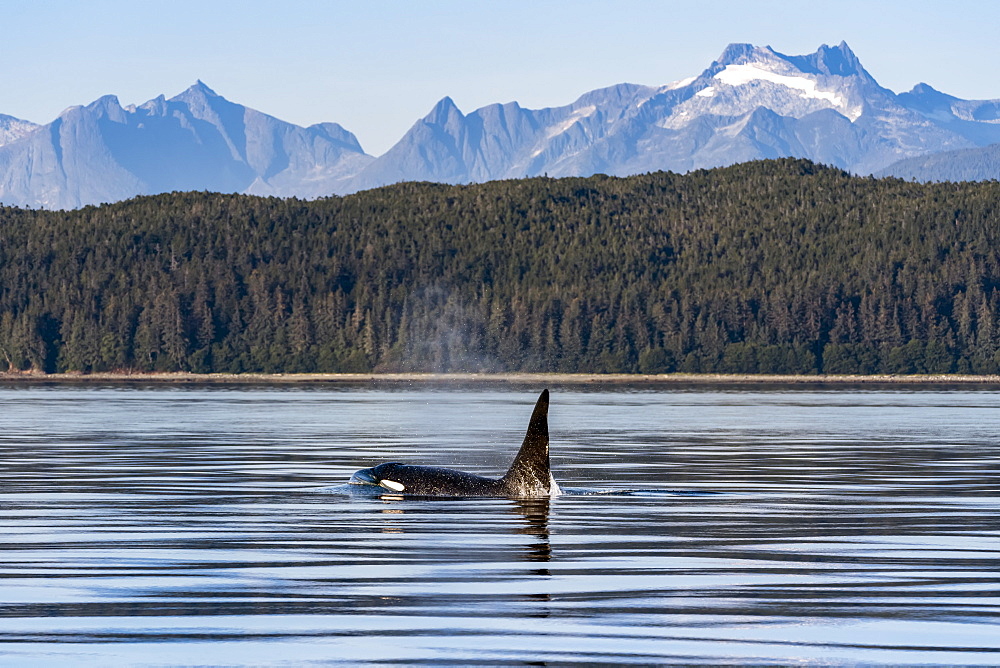 Killer whale (Orcinus orca) surfacing beside the Coastal range, Inside Passage, Lynn Canal; Alaska, United States of America