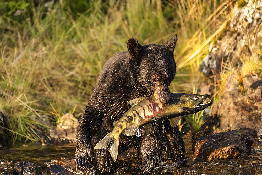 Black bear (Ursus americanus) sitting on the shore eating fresh chum salmon (Oncorhynchus keta) from the stream, Tongass National Forest; Alaska, United States of America