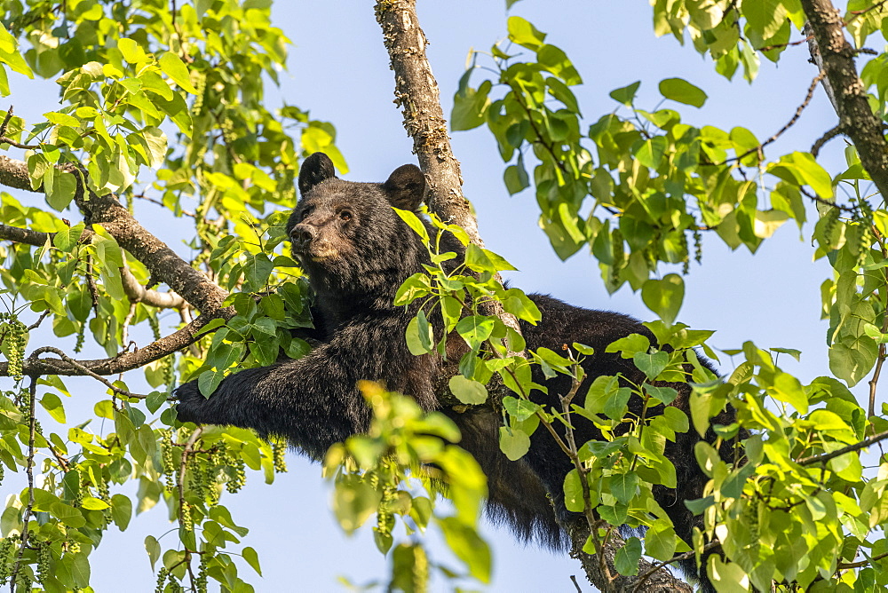 A black bear (Ursus americanus) lays across a tree branch against a blue sky, resting and looking out; Alaska, United States of America