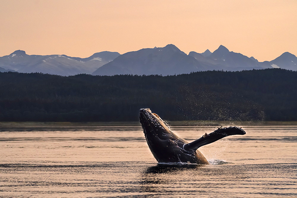 Humpback whale (Megaptera novaeangliae) breaches at sunset, Lynn Canal, Inside Passage, with Chilkat Mountains in the background; Alaska, United States of America