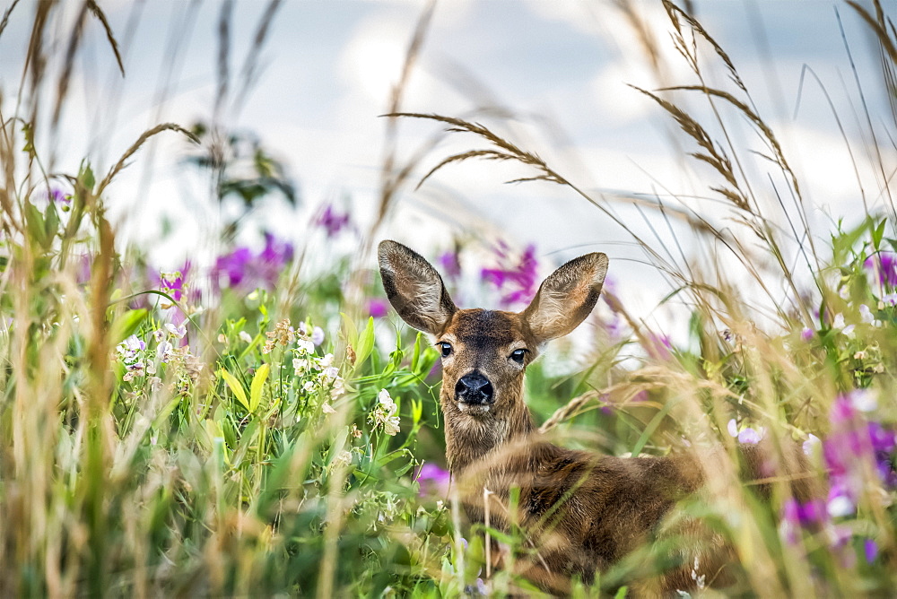 A Black-tailed deer (Odocoileus hemionus) finds concealment in tall grass at Cape Disappointment State Park; Ilwaco, Washington, United States of America