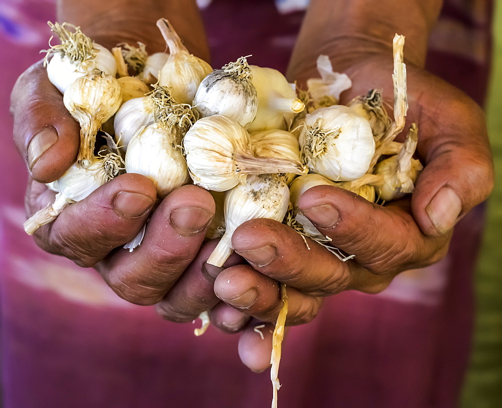 Farmers hands holding shallots; Shan State, Myanmar