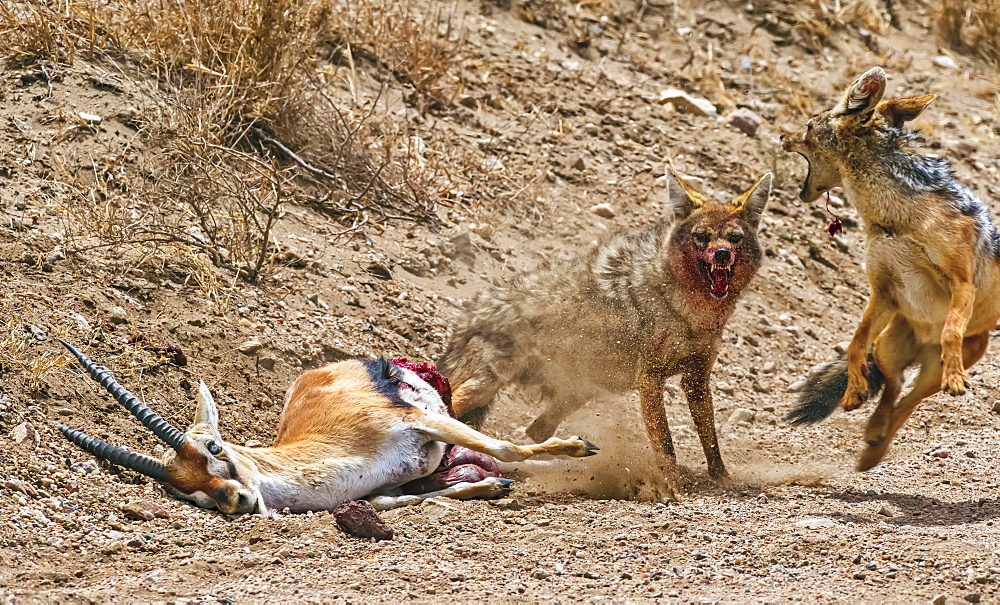 Common Jackal (Canis Aureus) and Black-backed Jackal (Canis mesomelas) attack and kill a Thomson's Gazelle (Gazella thomsoni) for food; Tanzania