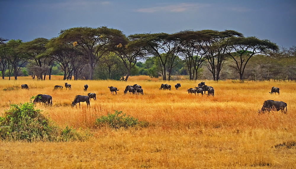 Wildebeest (Connochaetes taurinus) and Acacia trees (Acacia tortilis); Tanzania