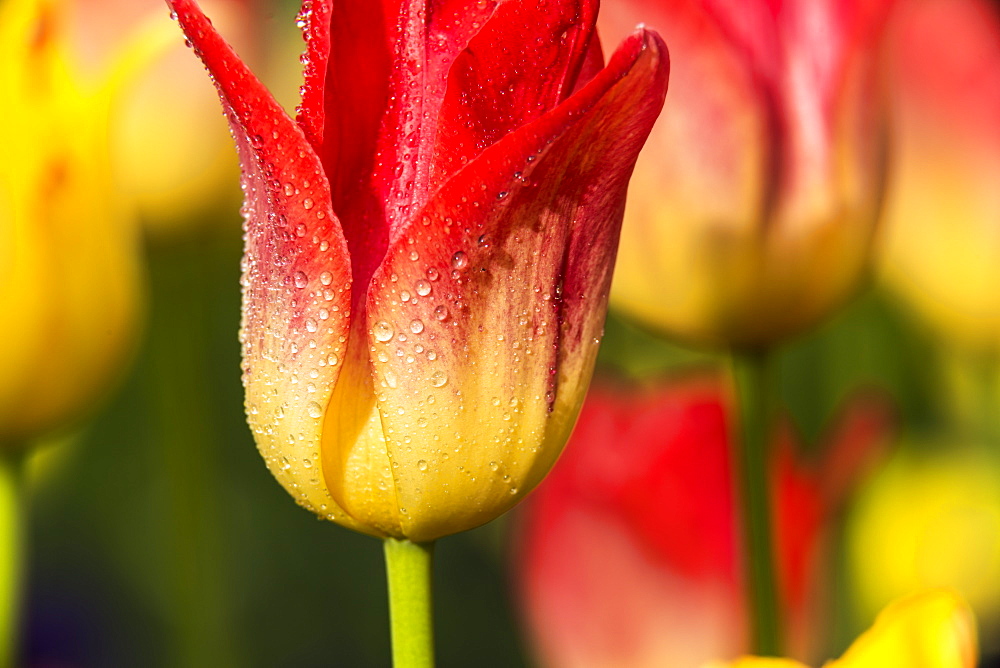 Triumph tulips in bloom, 'Apertif' (Liliaceae), New York Botanical Garden; Bronx, New York, United States of America