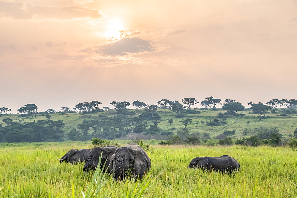 African Elephant (Loxodonta) herd at sunset, Queen Elizabeth National Park; Western Region, Uganda